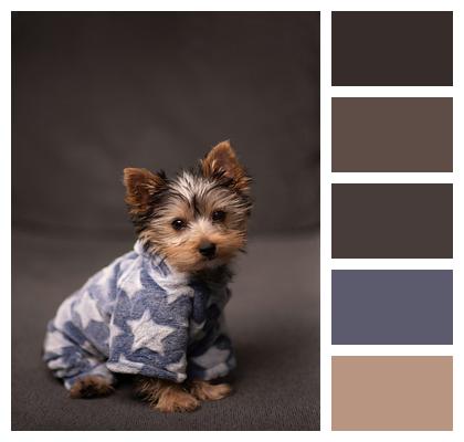 Puppy Yorkshire Terrier Dog Image